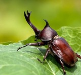 カブトムシｖｓクワガタムシ 強いのはどっち Bookウォッチ