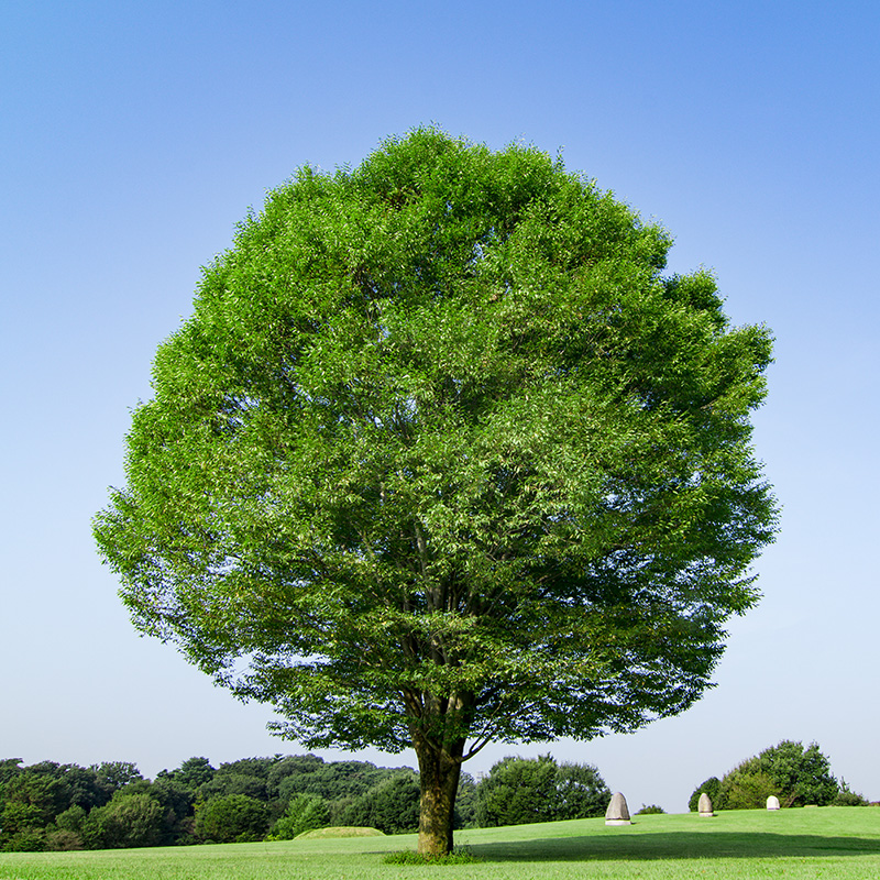 大樹の幹と枝葉――国法体系・憲法秩序（第3回） | BOOKウォッチ