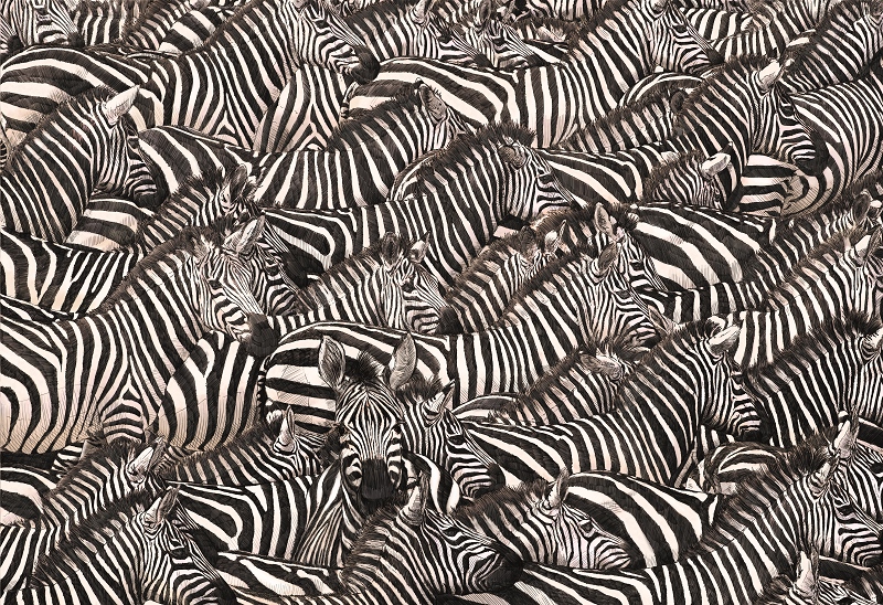 シマウマの群れは圧巻。体の縞模様で捕食者の目をくらませる／©Ben Rothery 2019